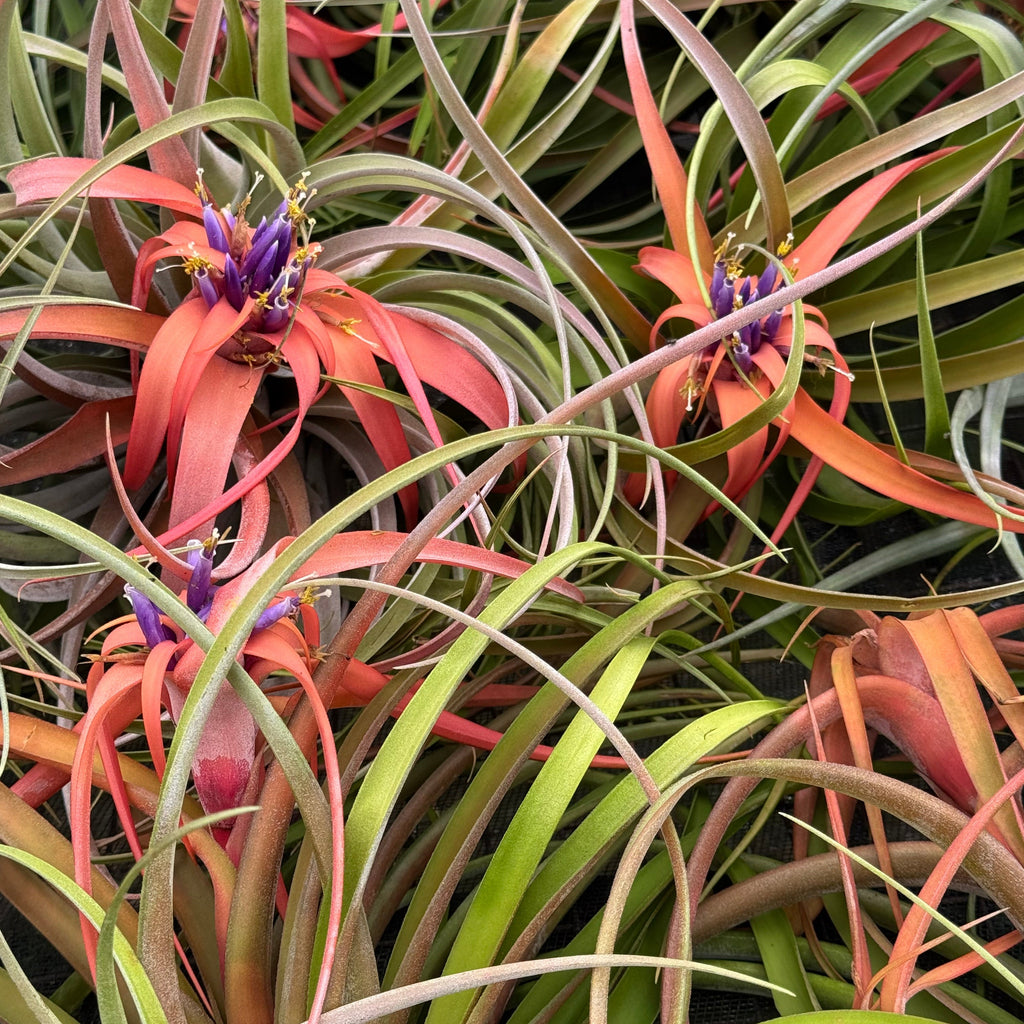 Tillandsia Capitata Peach Air Plant