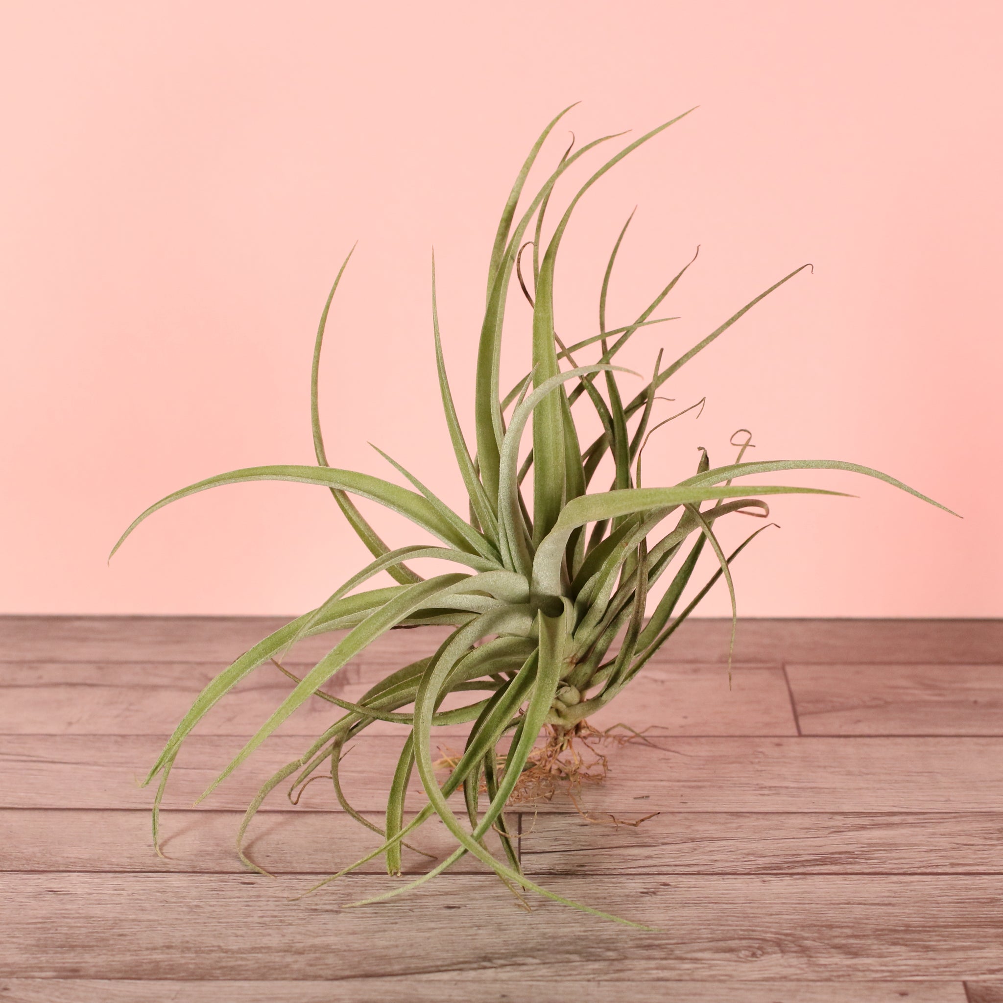 Tillandsia Capitata Peach Air Plant