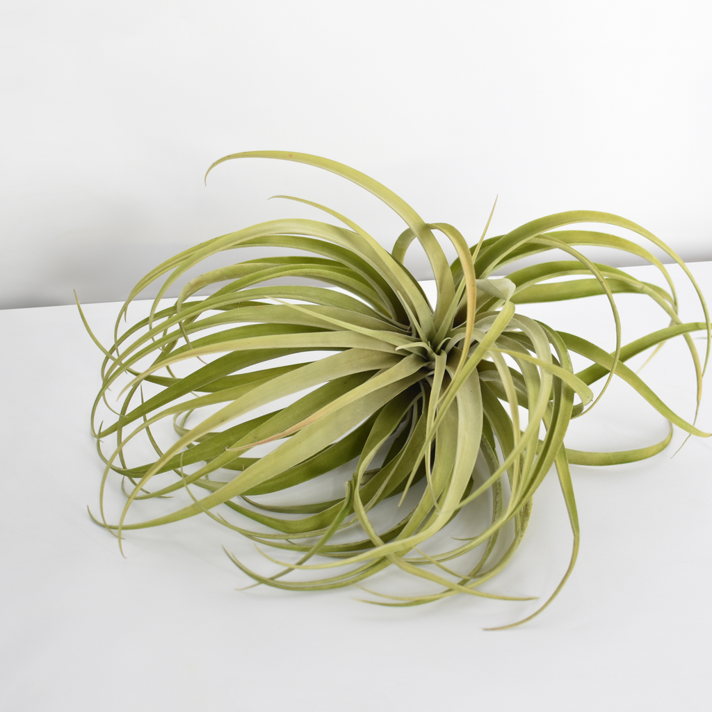 Tillandsia Capitata Peach Air Plant