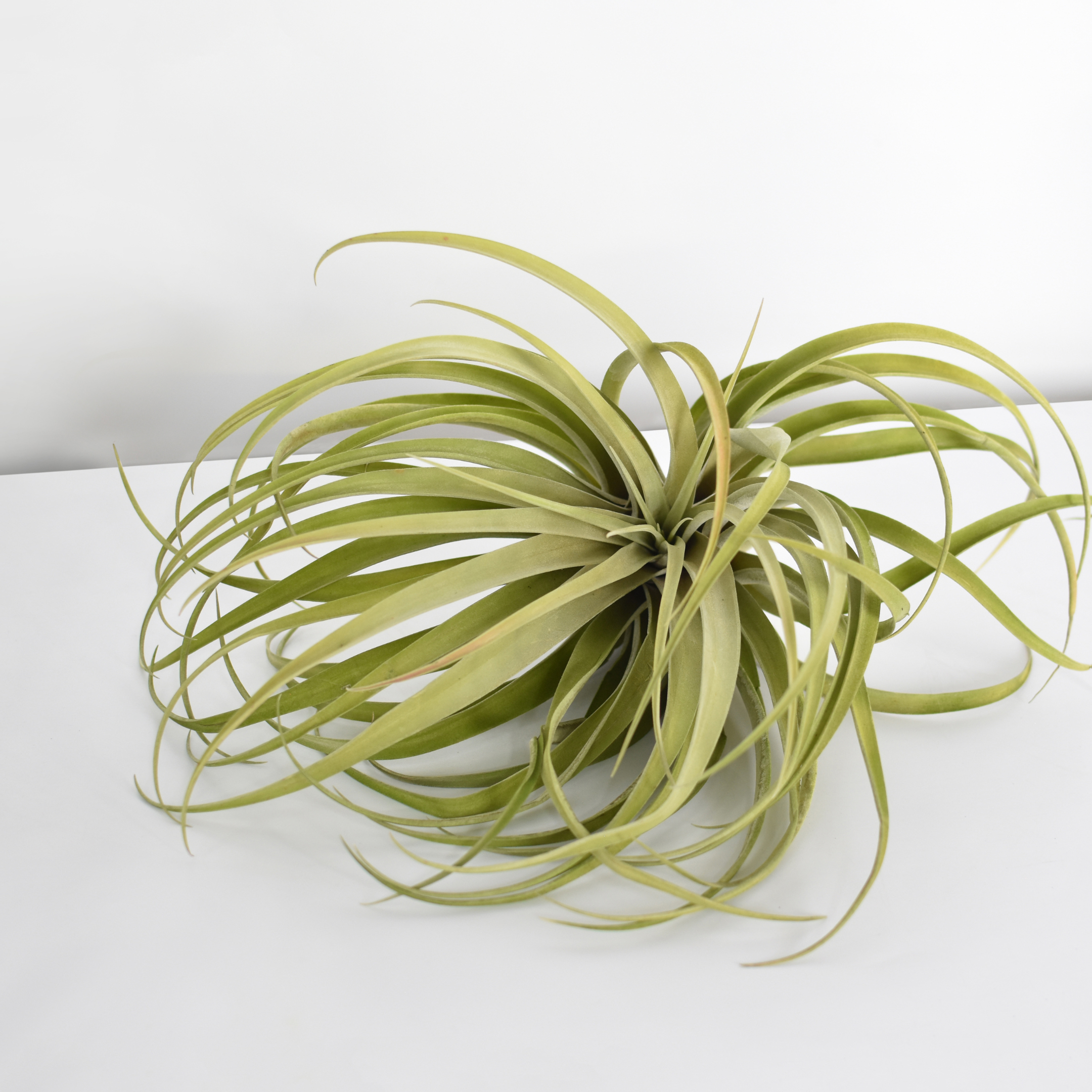 Tillandsia Capitata Peach Air Plant