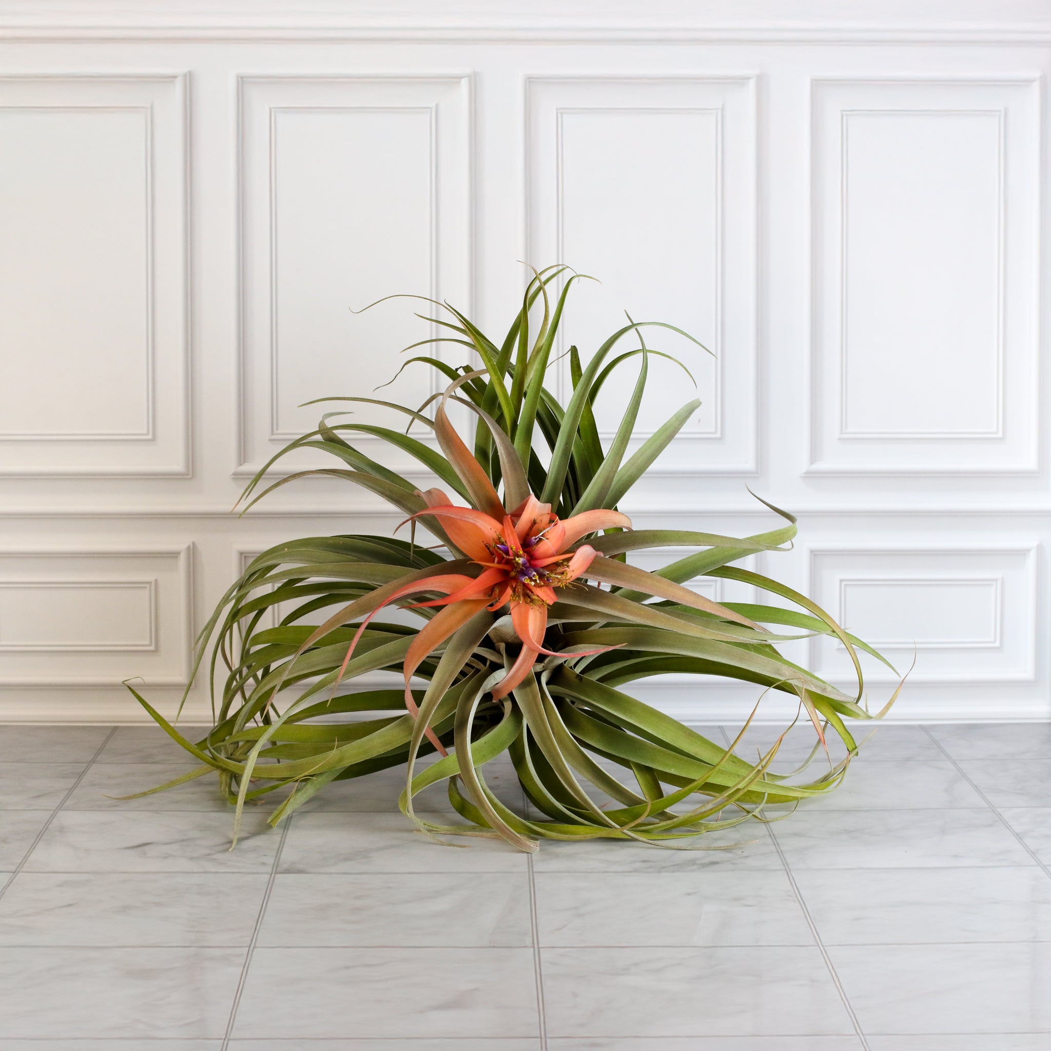 Tillandsia Capitata Peach Air Plant