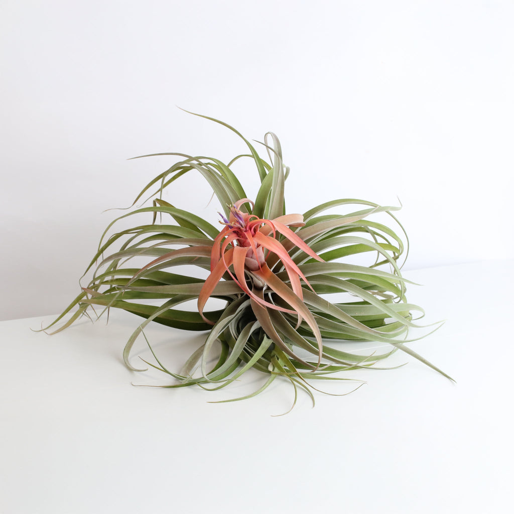 Tillandsia Capitata Peach Air Plant