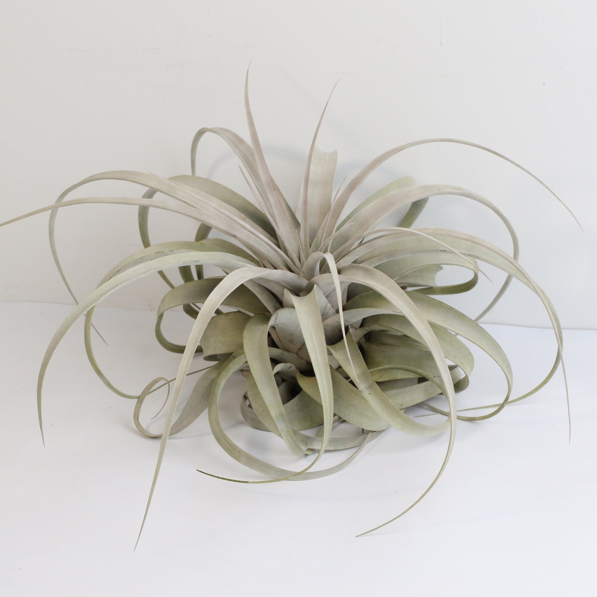 Tillandsia Xerographica Air Plant