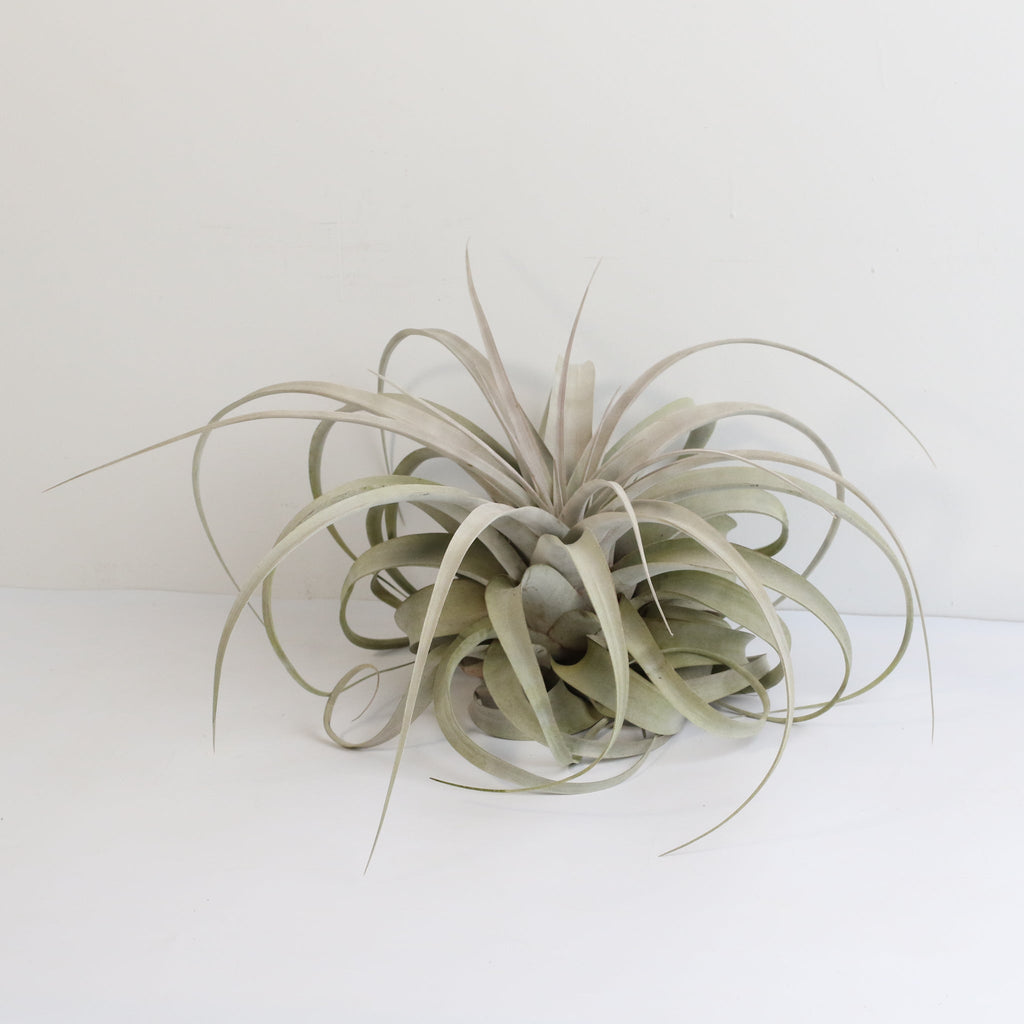 Tillandsia Xerographica Air Plant