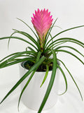 Tillandsia Cyanea 'Pink Quill' Bromeliad