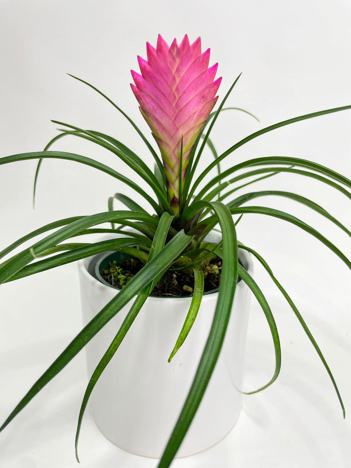 Tillandsia Cyanea 'Pink Quill' Bromeliad