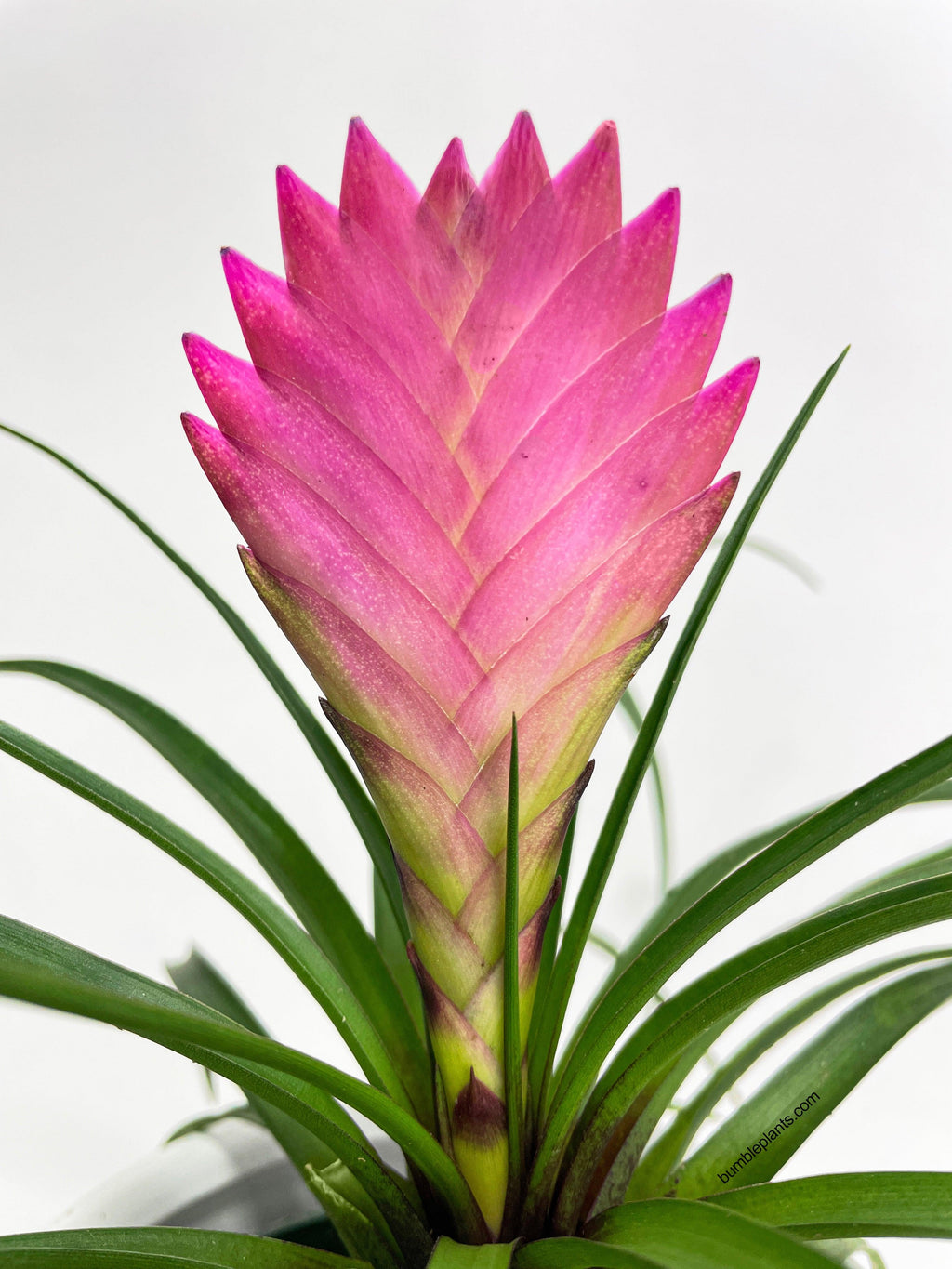 Tillandsia Cyanea 'Pink Quill' Bromeliad