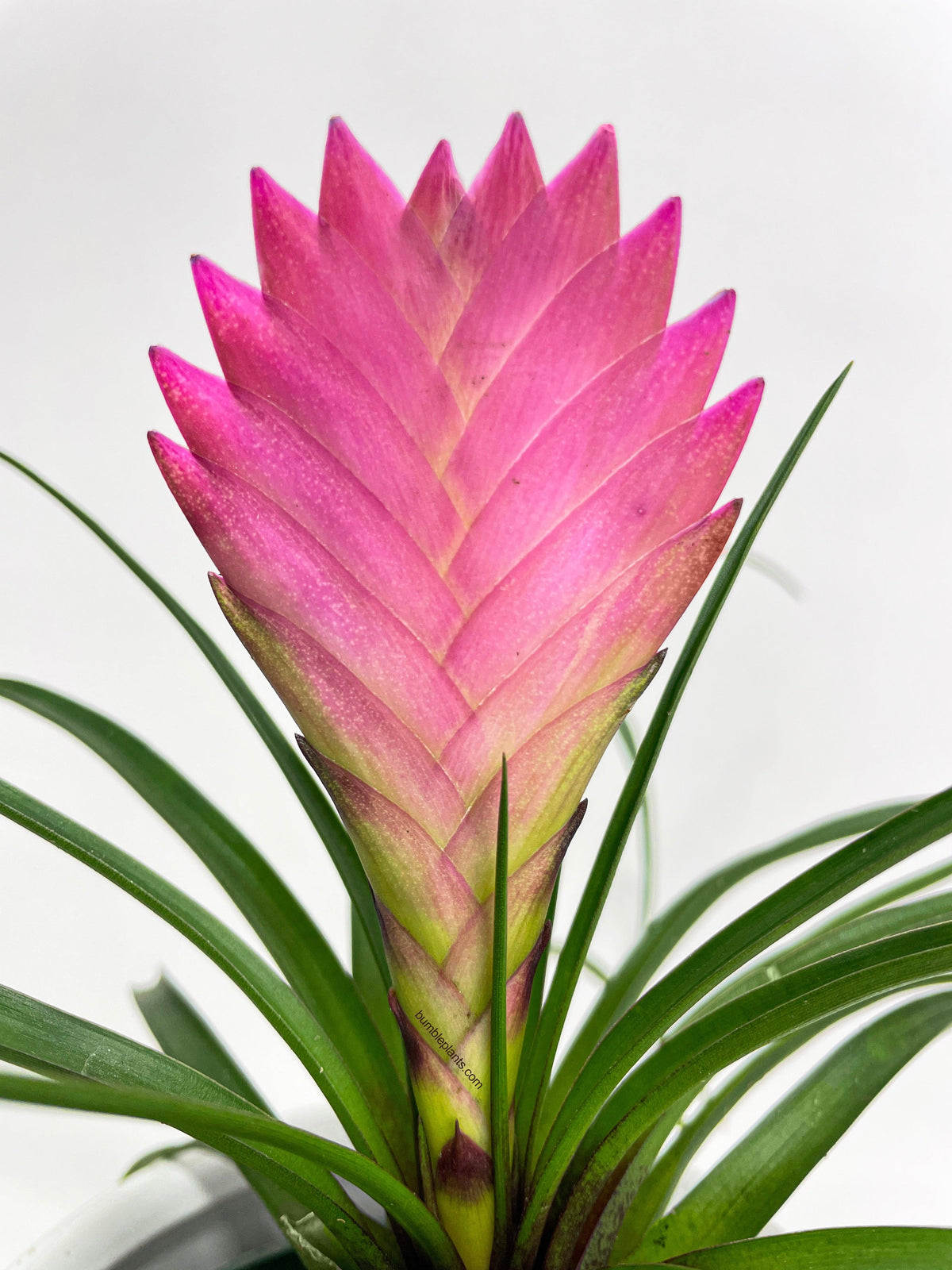 Tillandsia Cyanea 'Pink Quill' Bromeliad