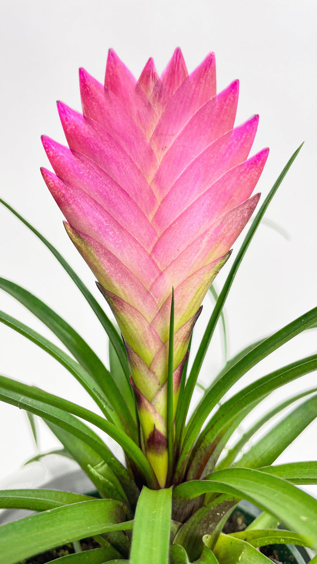 Tillandsia Cyanea 'Pink Quill' Bromeliad