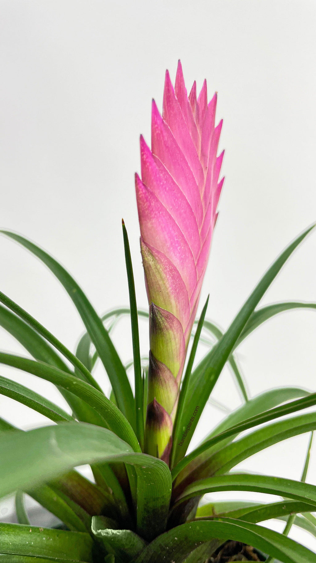 Tillandsia Cyanea 'Pink Quill' Bromeliad