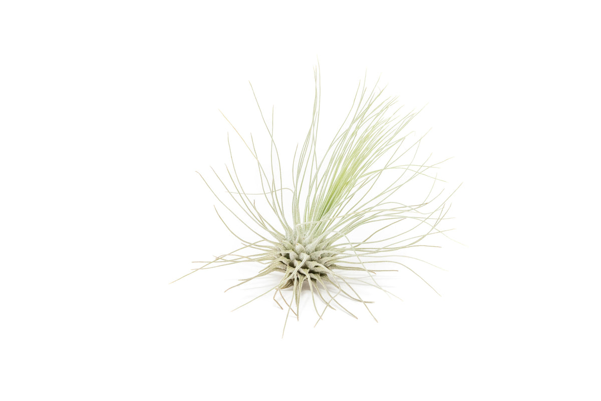Tillandsia Argentea Thin Air Plants