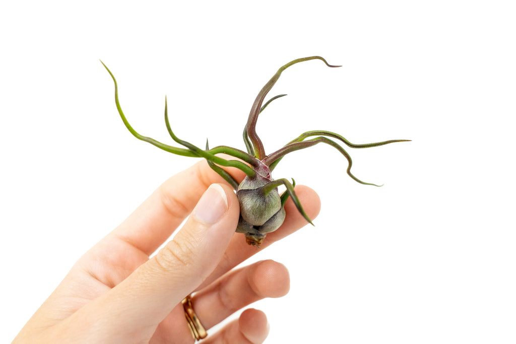 Tillandsia Bulbosa Guatemala Air Plants