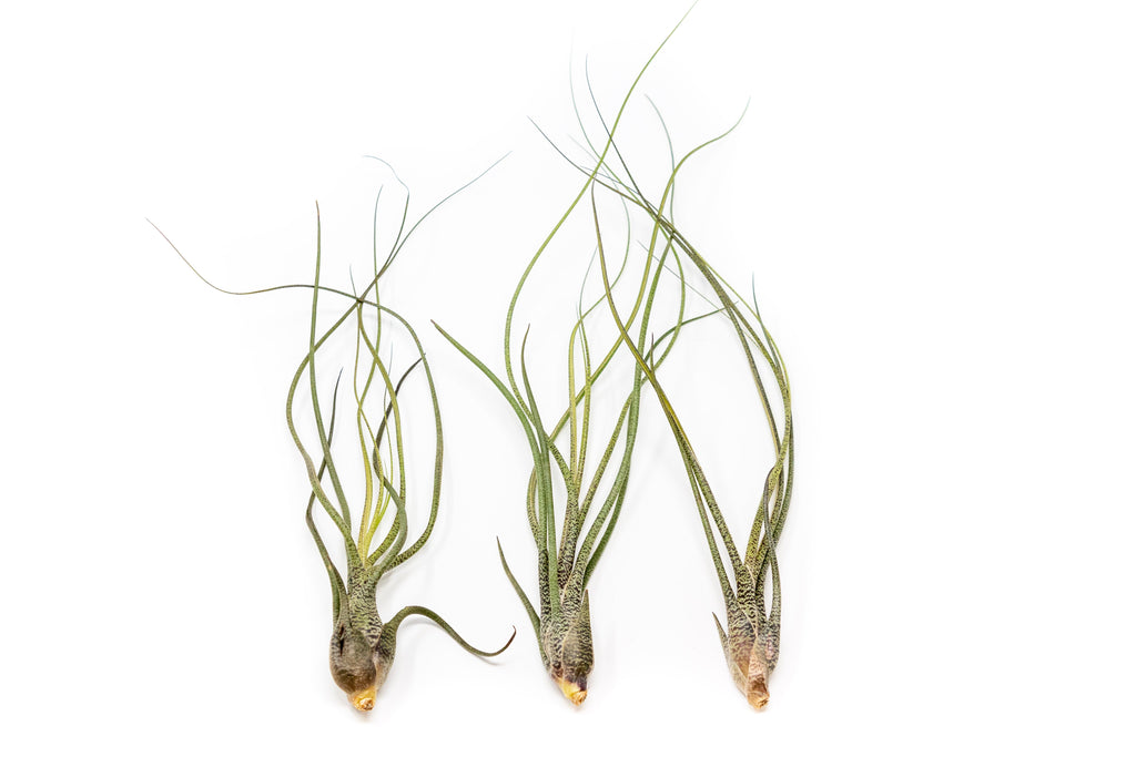 Large Tillandsia Butzii Air Plants / 6-9 Inch Plants