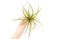 [IN BLUSH NOW!] Tillandsia 'Capitata Red' Air Plants