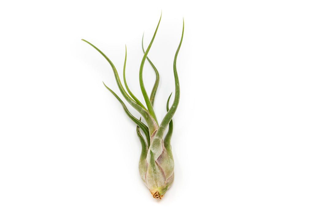 Large Tillandsia Air Plant Variety - Set of 10, 15, or 20 - 40% Off