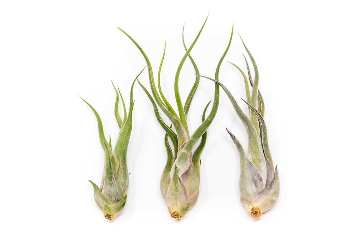 Tillandsia Caput Medusae Air Plants