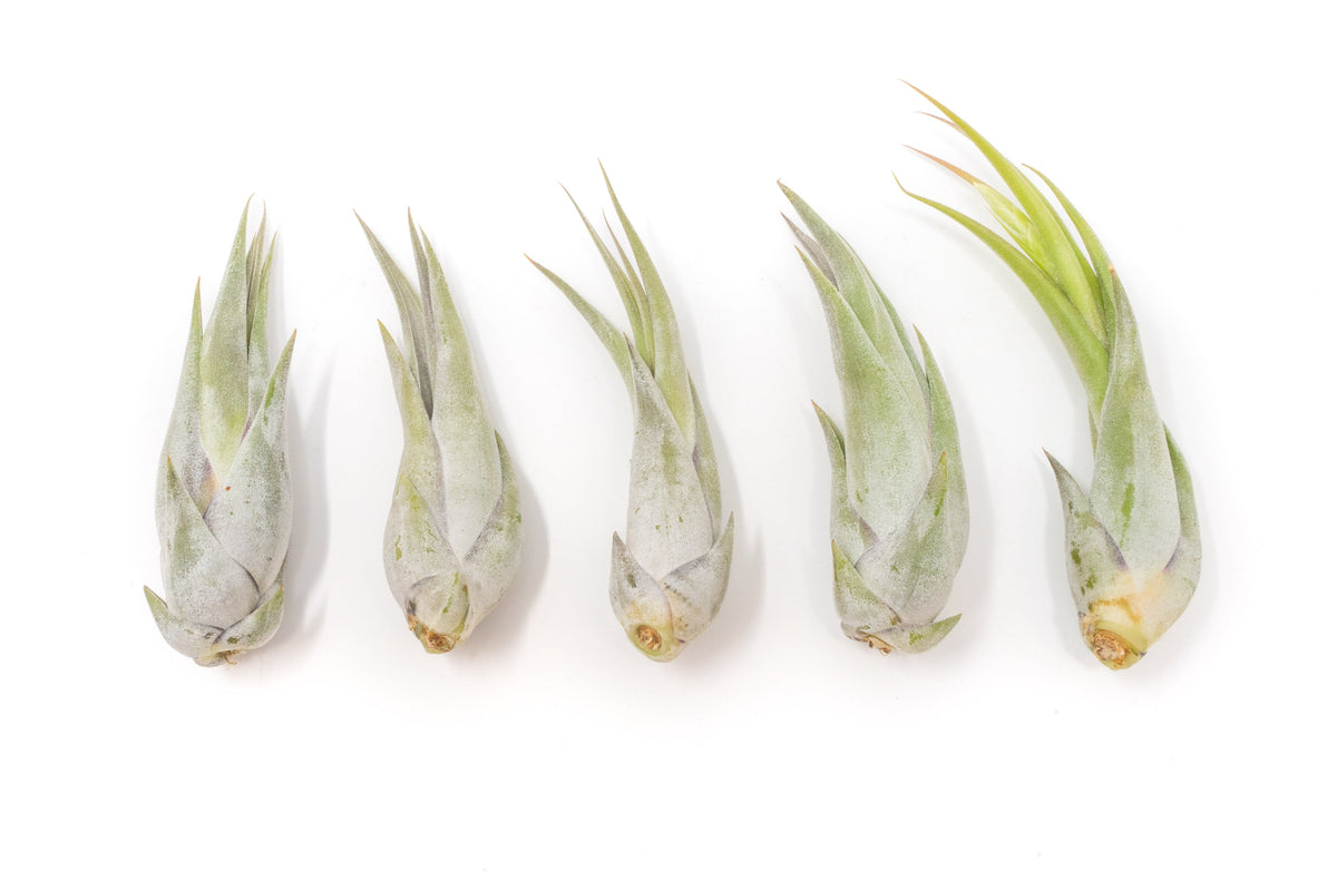 Tillandsia Circinata 'Paucifolia' Air Plants