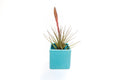 Sky Blue Ceramic Cube Container with Custom Tillandsia Air Plant