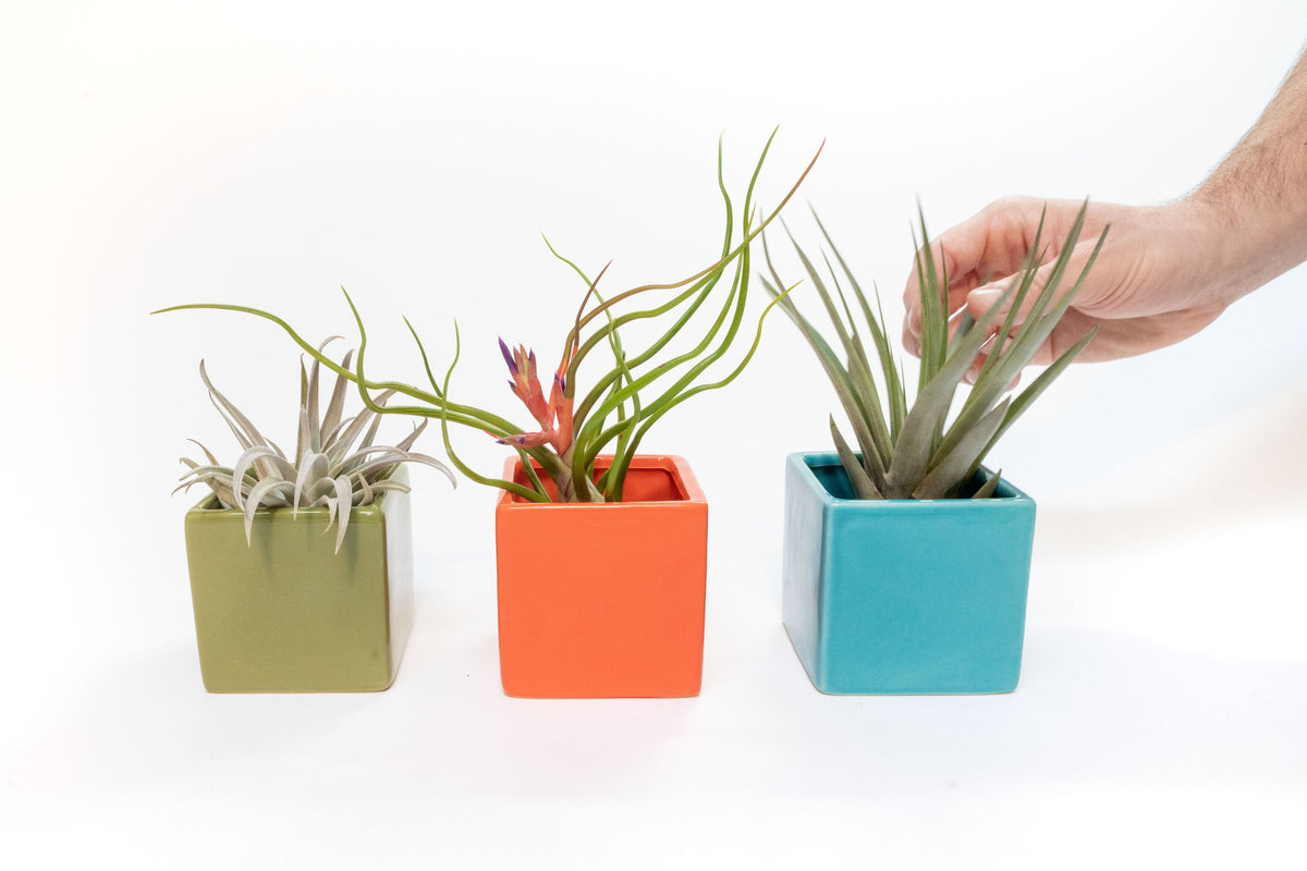 Set of 3 Ceramic Cube Containers with Custom Tillandsia Air Plants / Avocado Green + Sky Blue + Naranja Orange