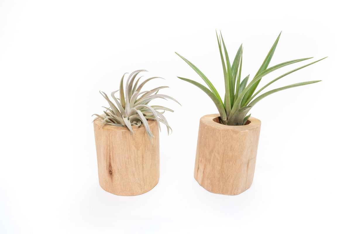 Gift Wrapped Set of 2 Large Driftwood Containers with Assorted Tillandsia Air Plants
