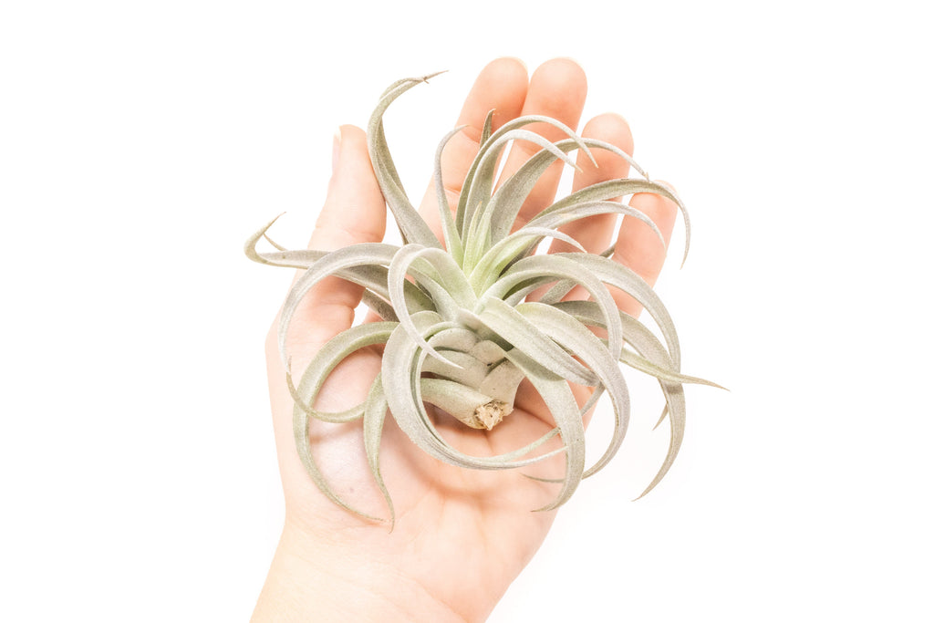 Large Tillandsia Air Plant Variety - Set of 10, 15, or 20 - 40% Off