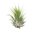 Tillandsia Air Plant Ionantha - 5 Pack