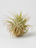 Tillandsia Air Plant Ionantha Guatemala