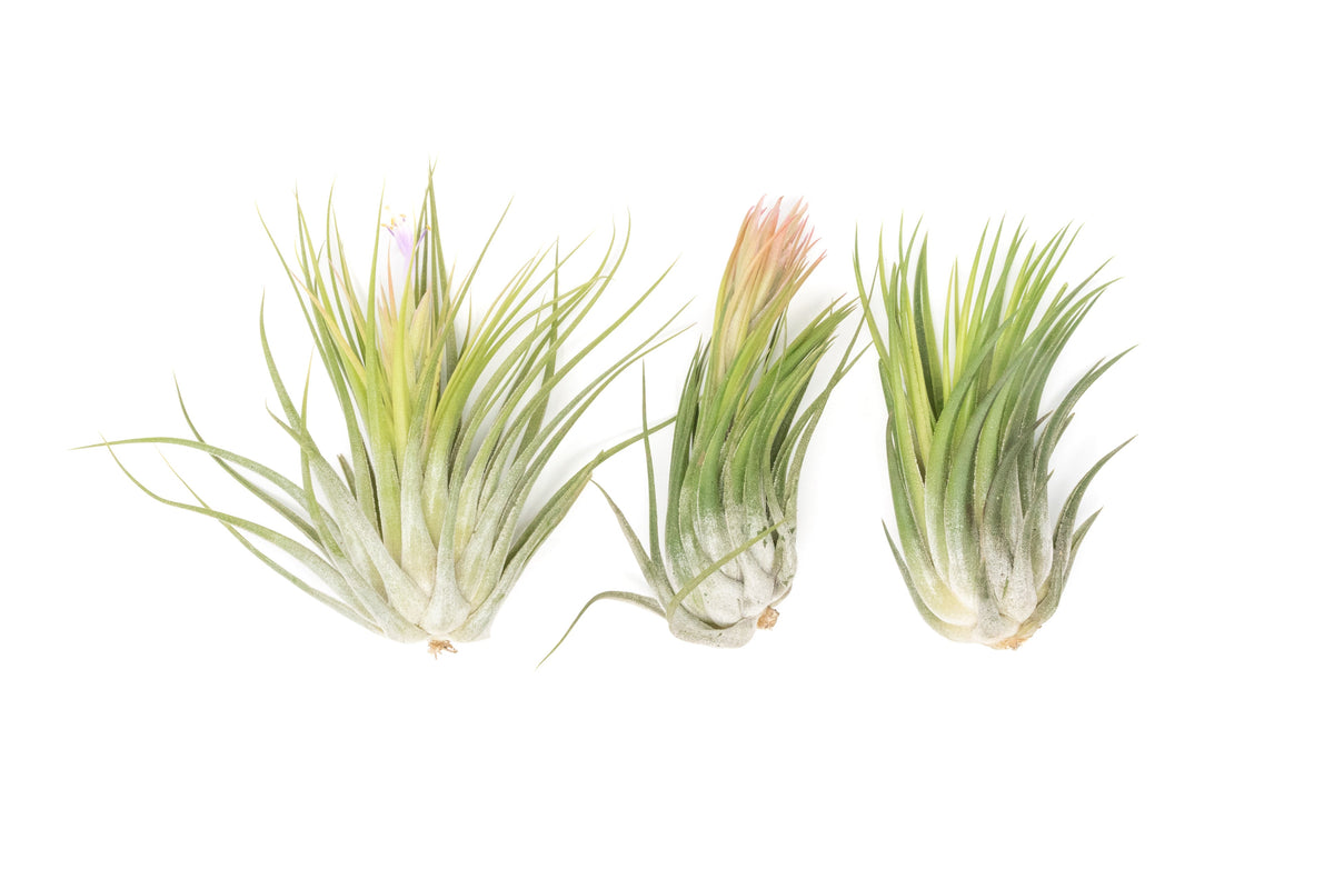 SALE - XL Tillandsia Ionantha Scaposa - Set of 5 or 10