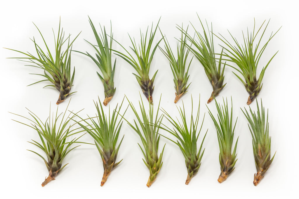 SALE - Tillandsia Melanocrater Tricolor Air Plants - Set of 10, 20 or 30 - 70% Off