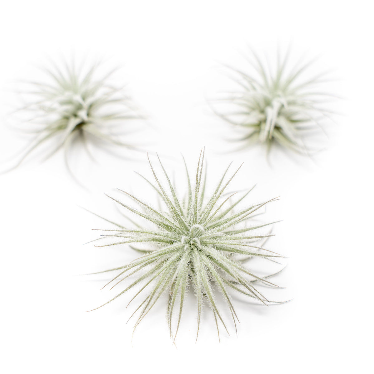 3 Tillandsia Tectorum Ecuador Air Plants for $12