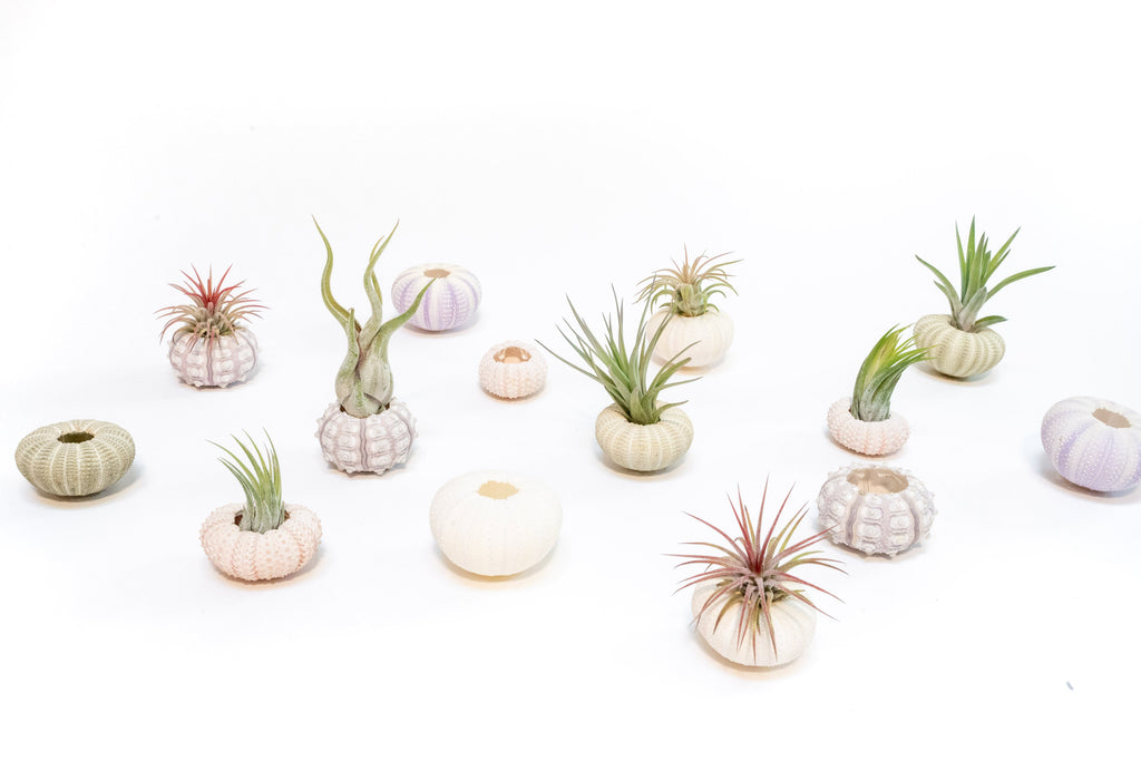 Pink Urchins with Tillandsia Air Plants - Set of 3, 6, or 9