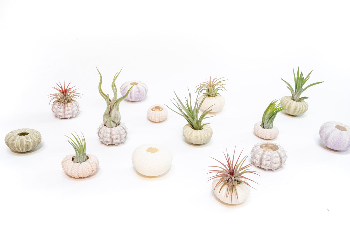 Pink Urchins with Tillandsia Air Plants - Set of 3, 6, or 9