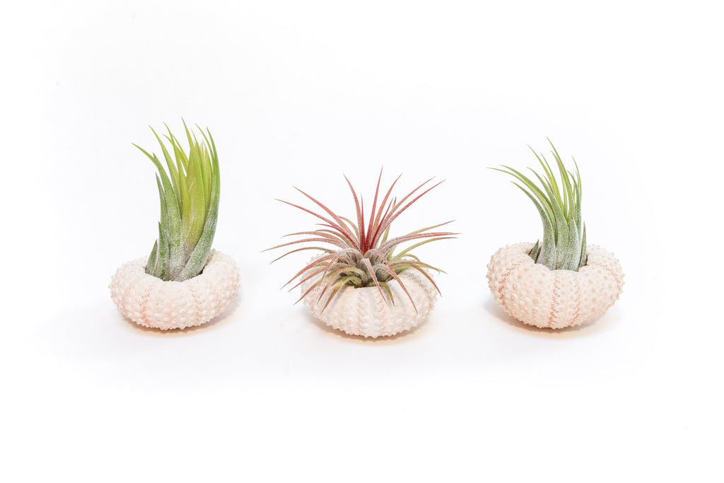 Pink Urchins with Tillandsia Air Plants - Set of 3, 6, or 9
