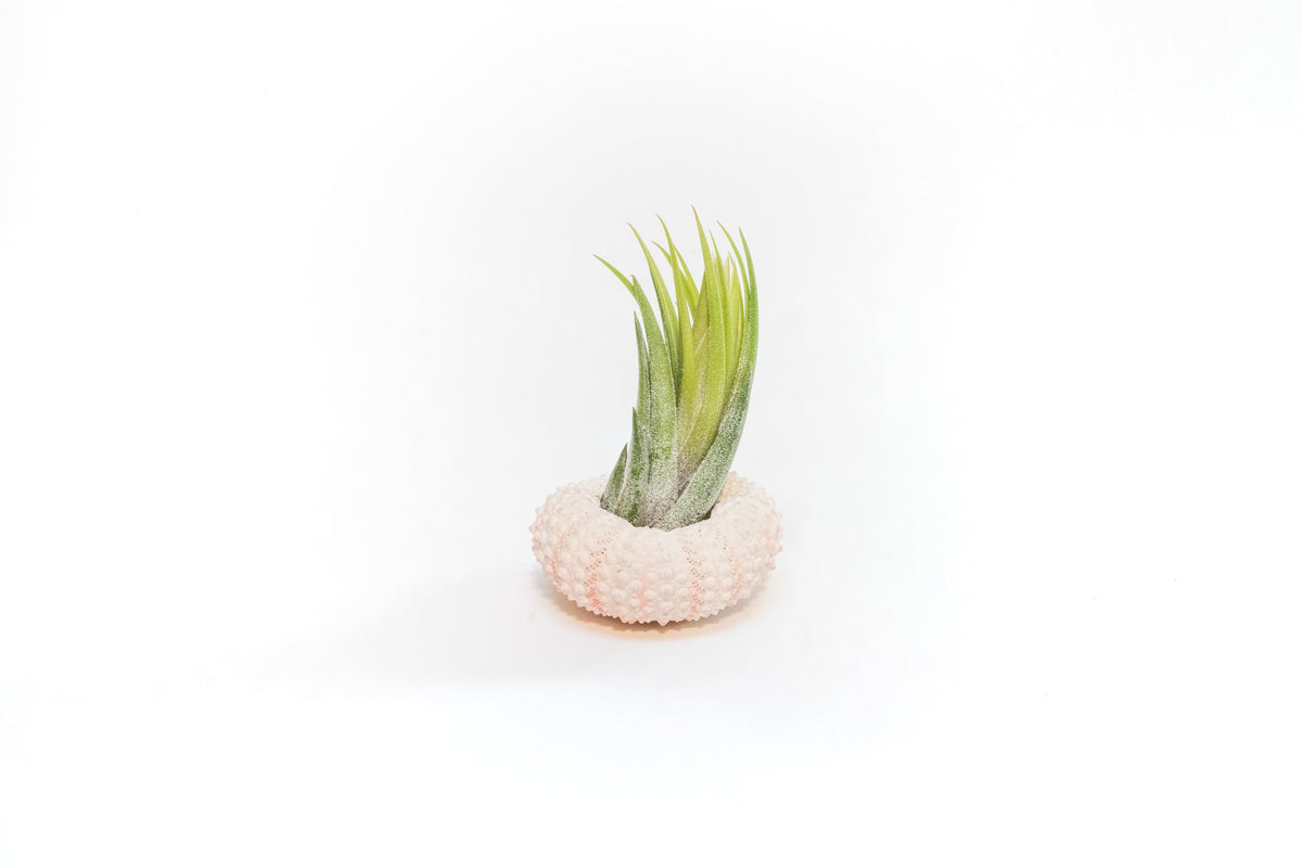 Pink Urchins with Tillandsia Air Plants - Set of 3, 6, or 9