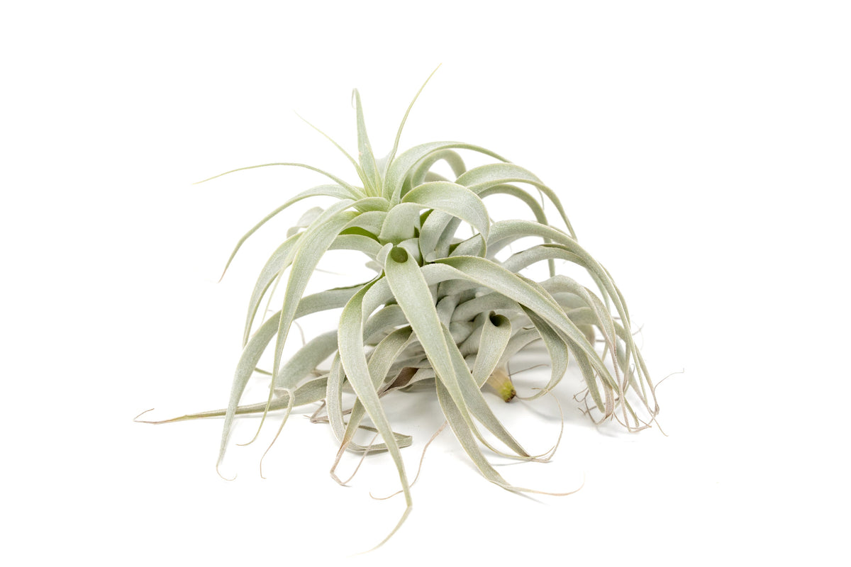 Tillandsia Cacticola Long Form Silver Air Plants