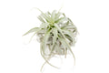 Tillandsia Cacticola Long Form Silver Air Plants