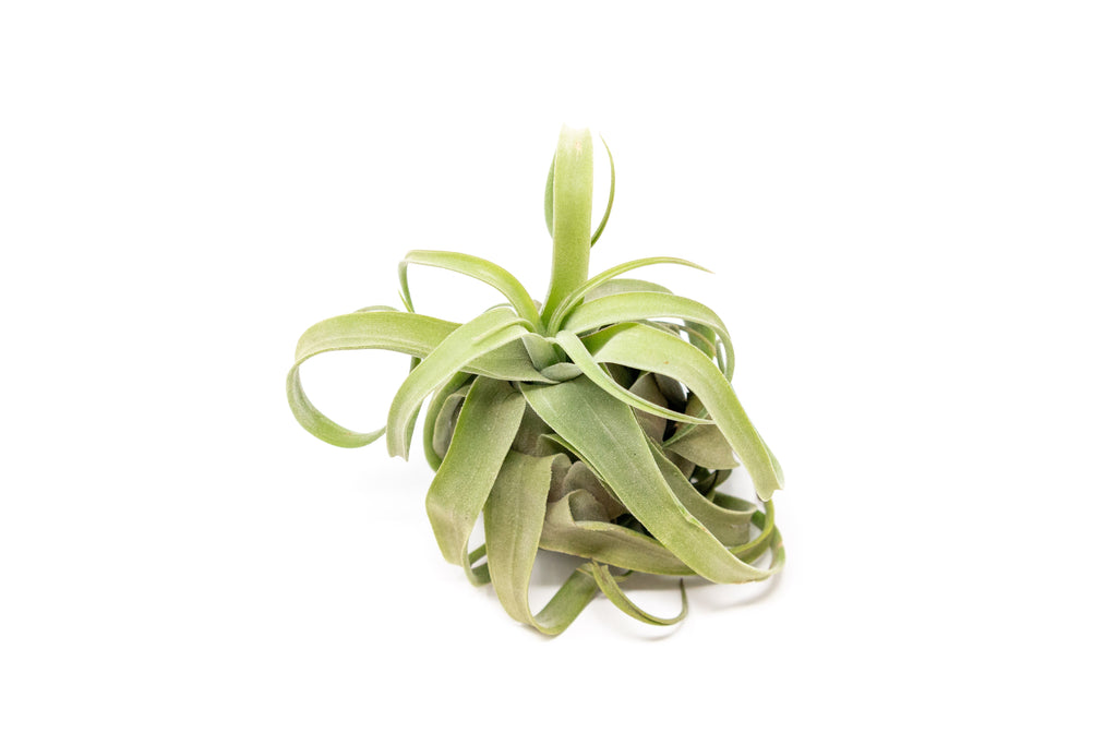 SALE - Tillandsia Streptophylla Air Plants - Set of 3 or 6 - 30% Off