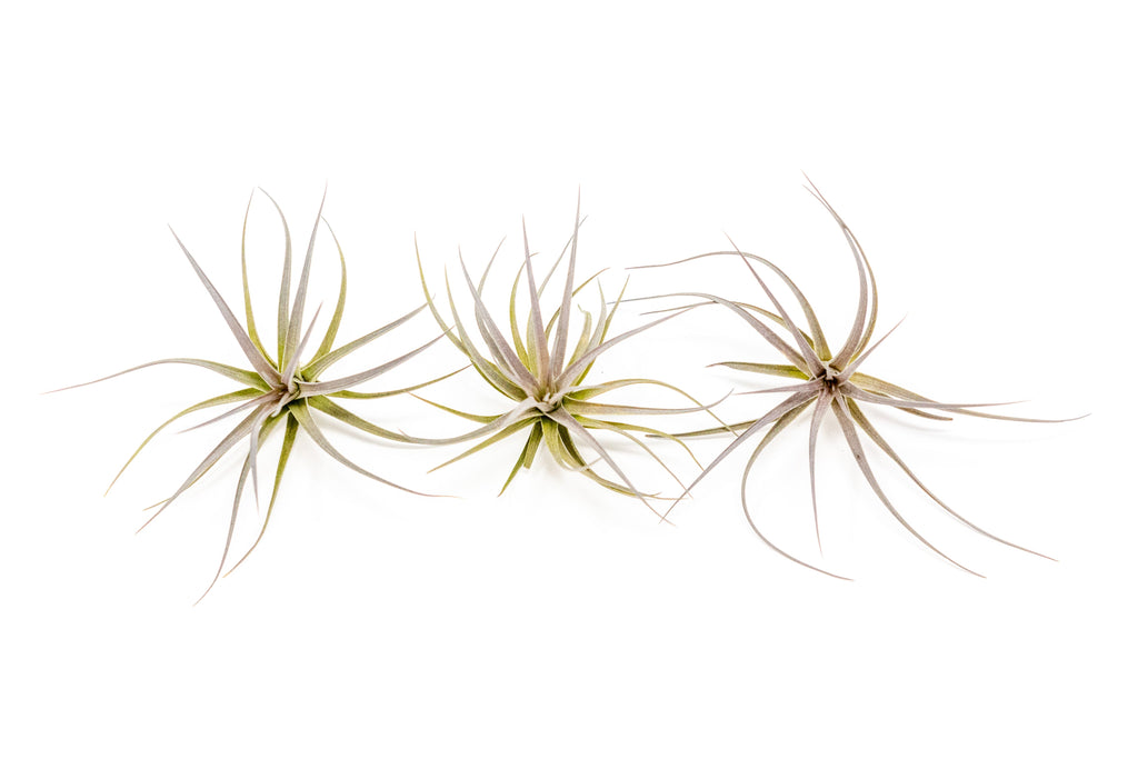 Tillandsia Tenuifolia Air Plants