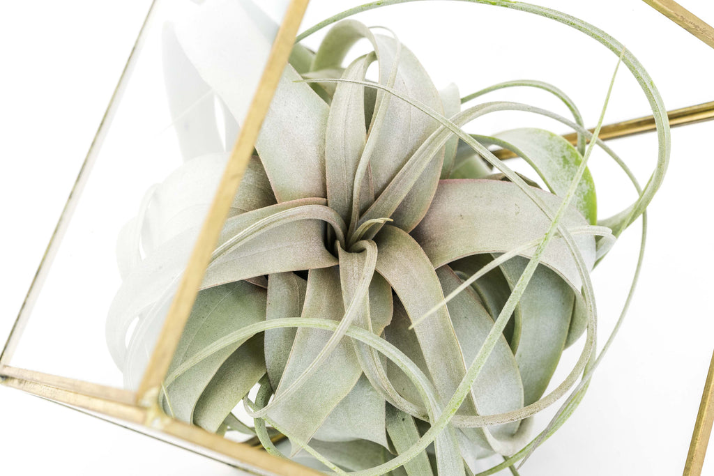 Heptahedron Geometric Glass Terrarium with Tillandsia Xerographica Air Plant