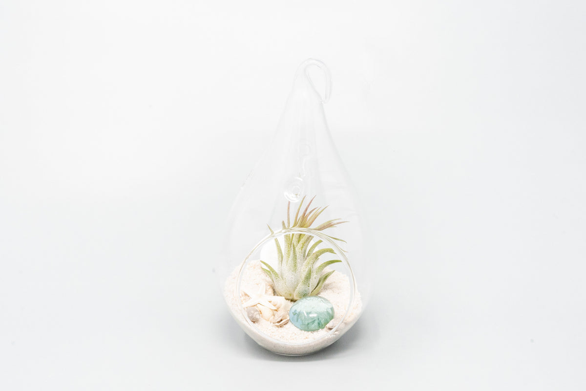 SALE - Set of 3 or 6 Teardrop Beach Terrariums with White Sand