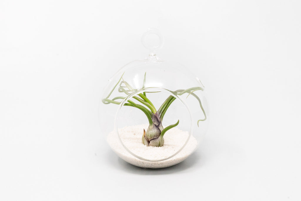 Mini Hanging Flat Bottom Beach Terrariums with White or Black Sand
