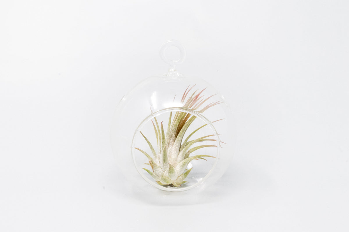 Mini Hanging Flat Bottom Glass Terrariums with Assorted Tillandsia Air Plants
