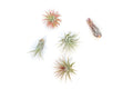 SALE - Mini Tillandsia Ionantha Air Plant Pups -  Sets of 5, 10 or 15  - 40% Off