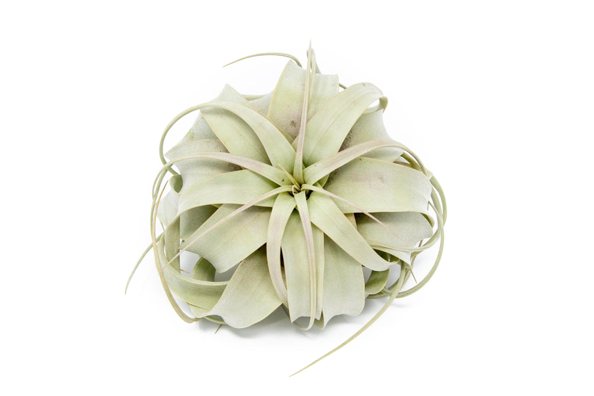 Large Tillandsia Air Plant Variety - Set of 10, 15, or 20 - 40% Off