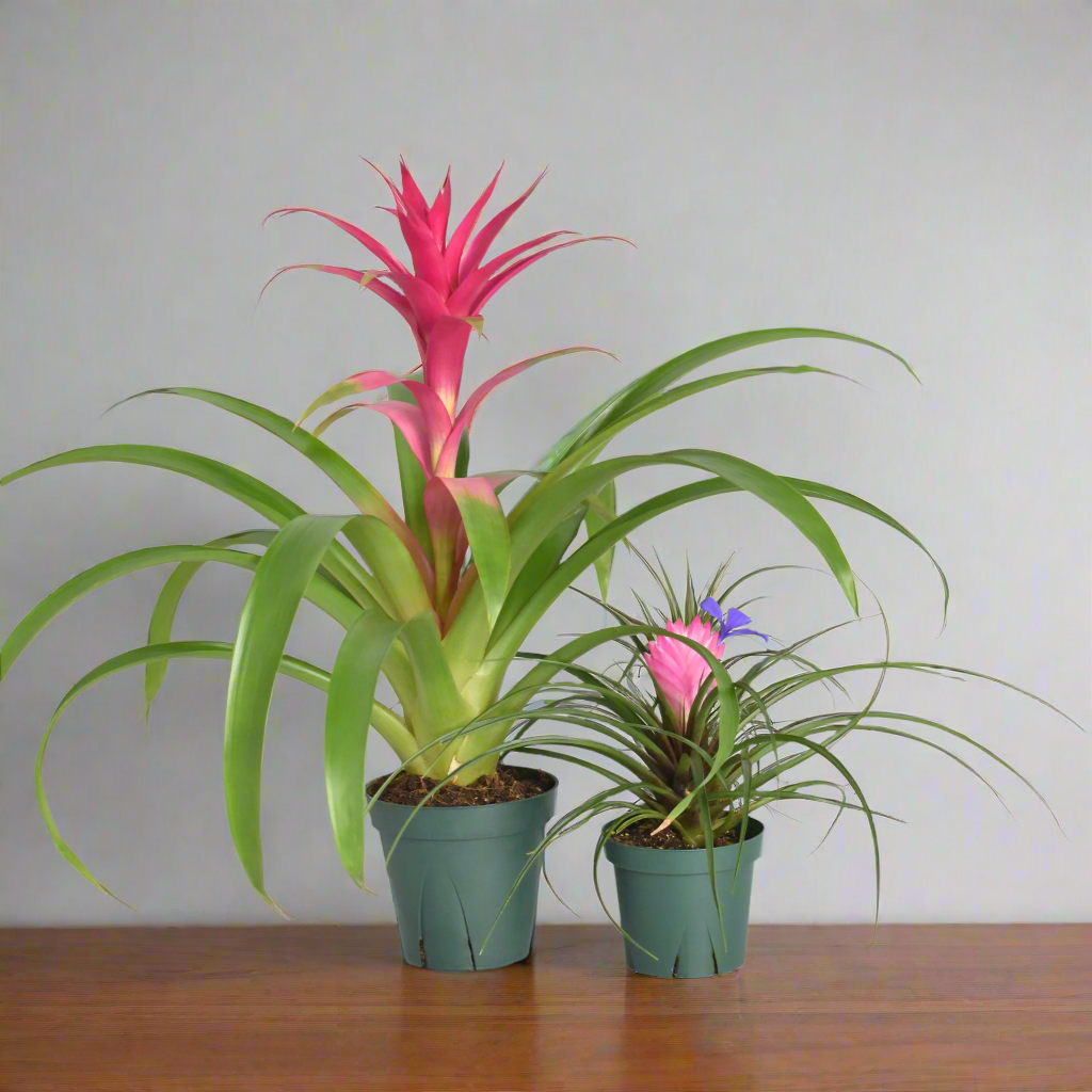 Pink Houseplant Bundle - Guzmania 'Viola' & Tillsandsia 'Cyanea'