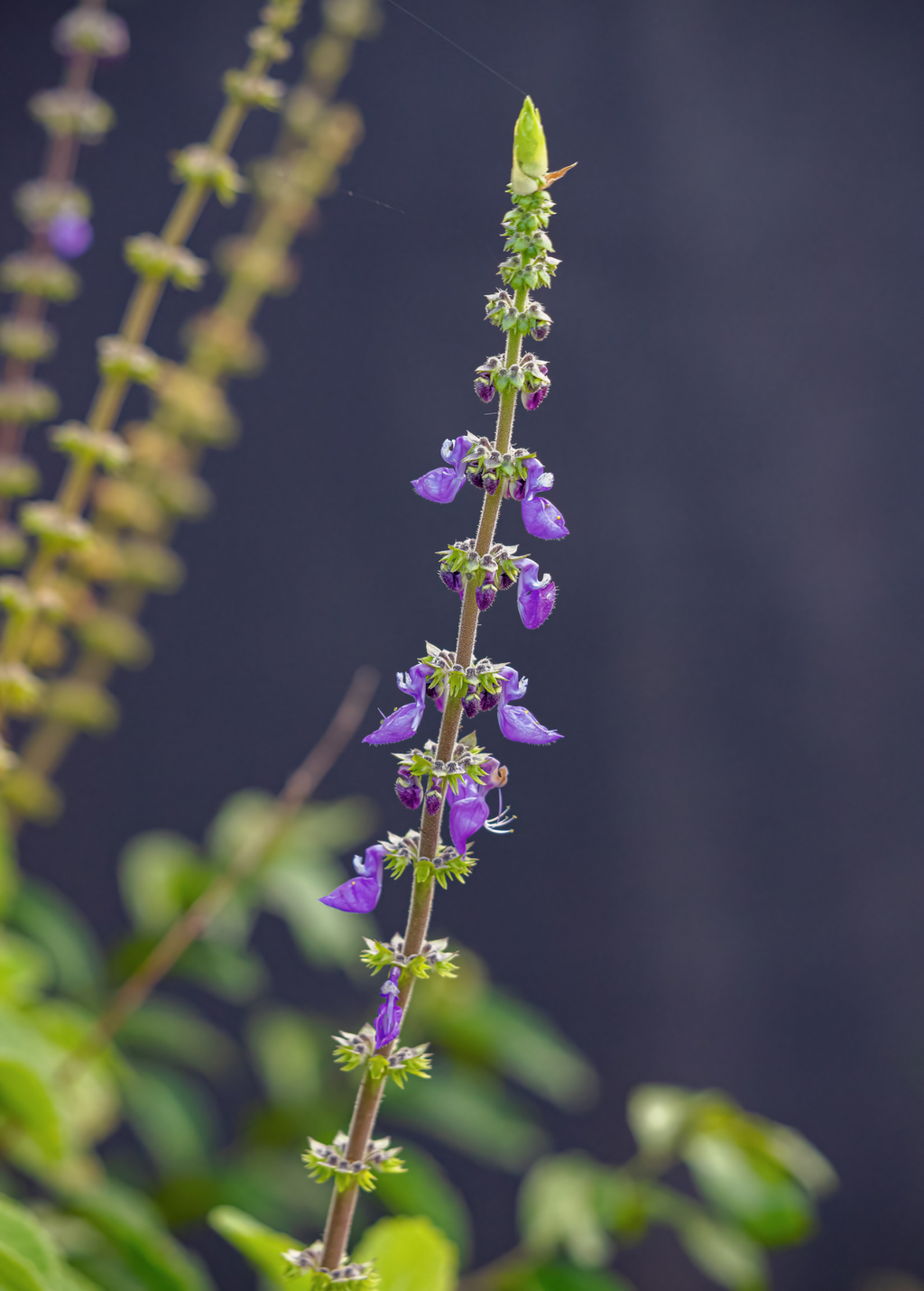 Toilet Paper Plant (Plectranthus barbatus)