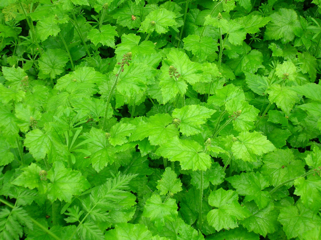 100 PIGGYBACK Plant YOUTH On AGE Tolmiea Thousand Mothers Menziesii Shade Flower Seeds