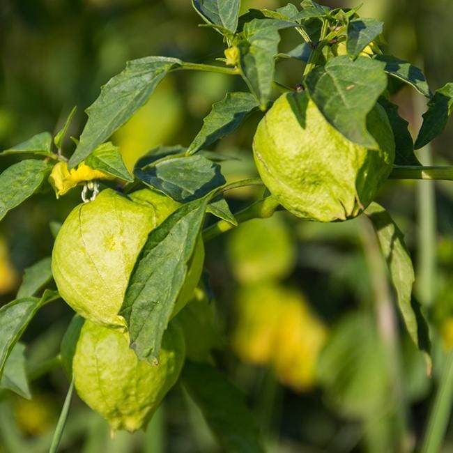 Tomatillo Rio Grande Verde Seeds