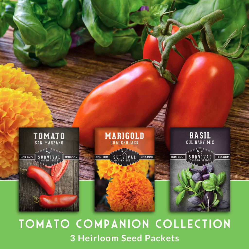 Tomato Companion Plant Seed Collection – Marigold, Basil Blend & San Marzano Tomato for Productive Garden Beds
