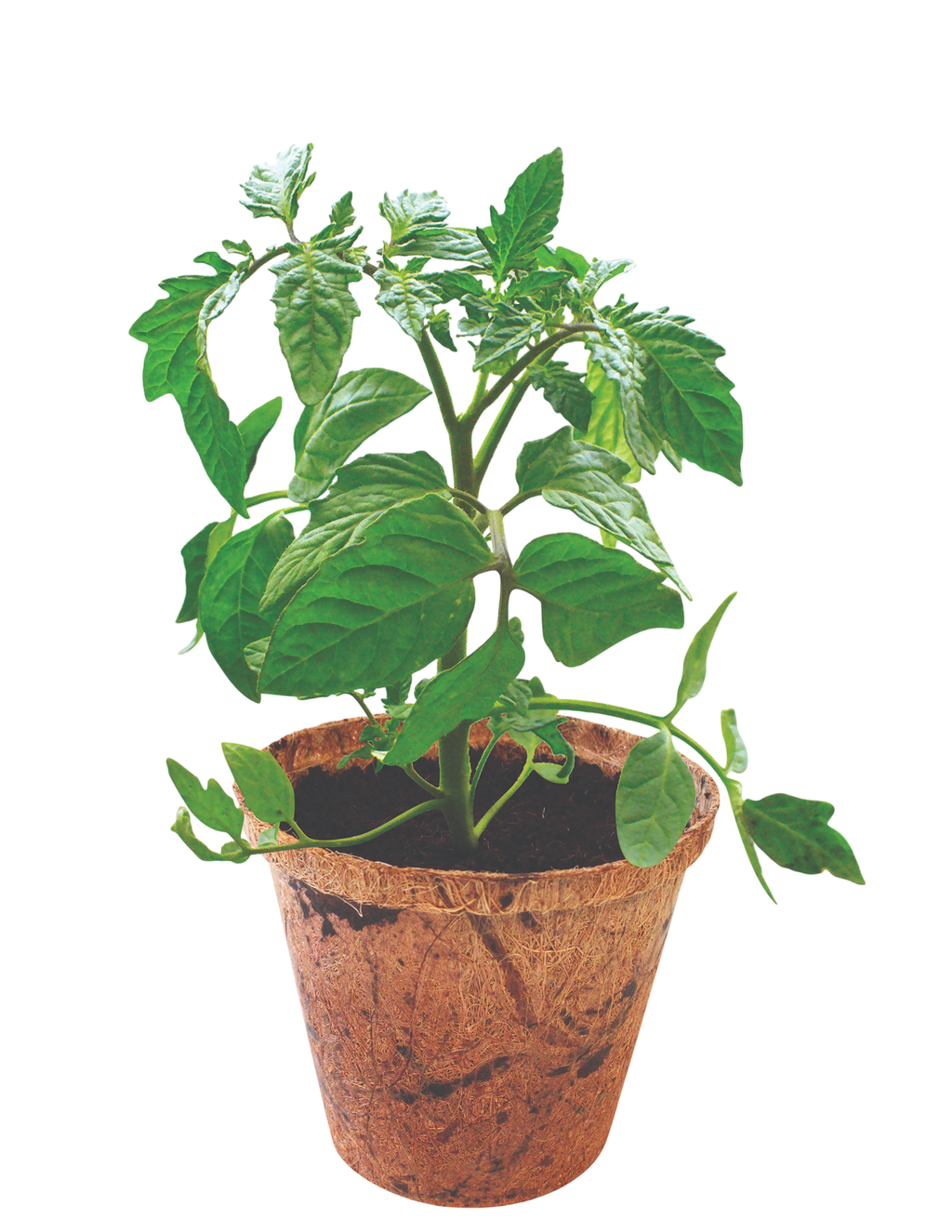 Grape Tomatoes Plant-It-Starters - Multipack of 4